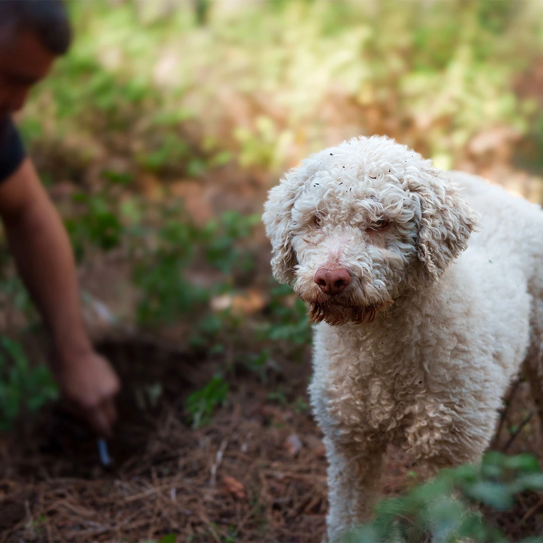 Cani da tartufo: razze più adatte