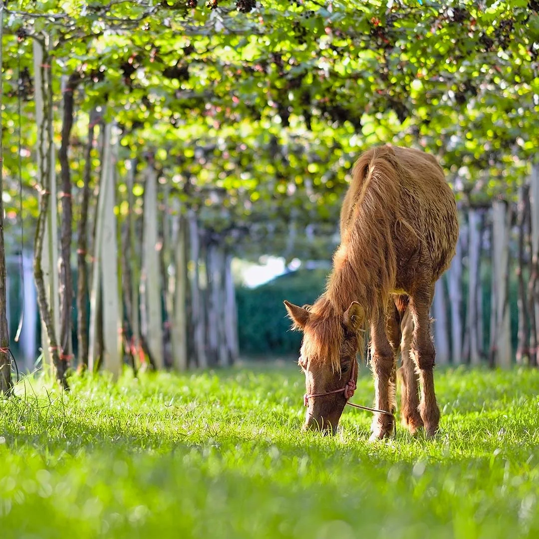 Relax a cavallo tra vigneti delle Langhe