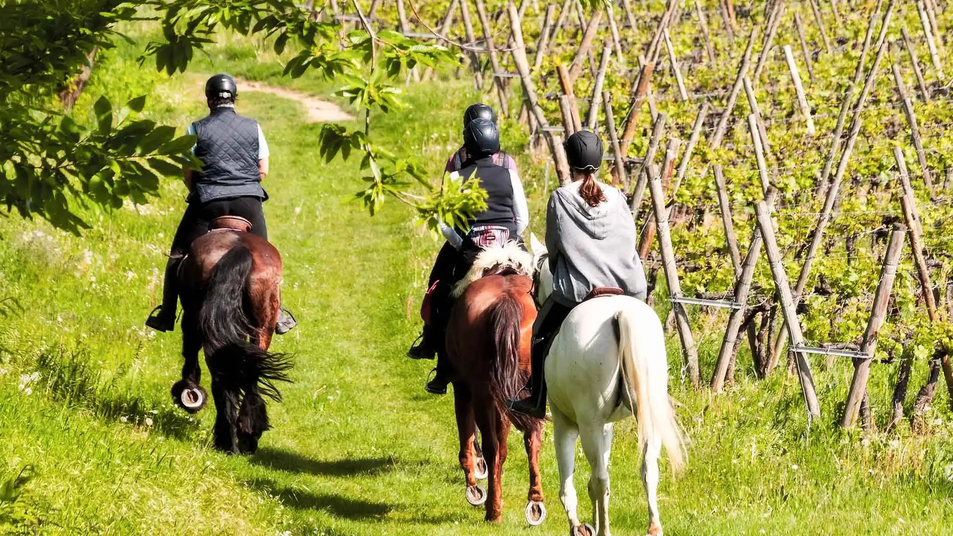 Passeggiata a cavallo nelle Langhe